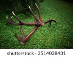 shed antlers from a old red deer lying on the forest floor