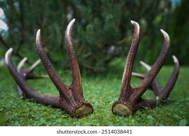 shed antlers from a old red deer lying on the forest floor - Powered by Shutterstock