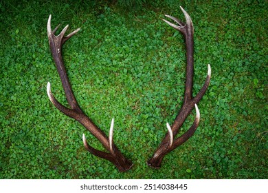 shed antlers from a old red deer lying on the forest floor - Powered by Shutterstock