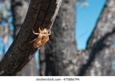 Shed Skin Of The Australian Cicada, Having Been Underground For 7 Years, New South Wales, Australia