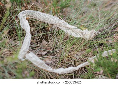 Shed Snake Dry Skin In A Nature