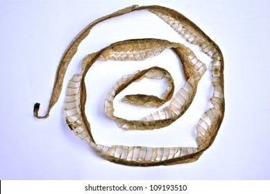 Shed Snake Skin