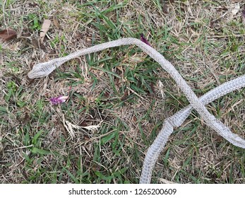 Shed Snake Skin Found On Green Stock Photo 1265200609 | Shutterstock