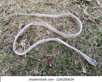 Shed Snake Skin Found On Green Stock Photo 1265200624 | Shutterstock