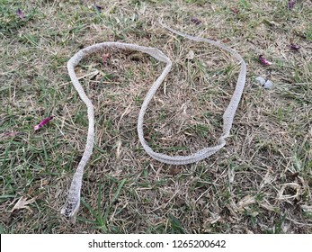 Shed Snake Skin Found On Green Stock Photo 1265200642 | Shutterstock