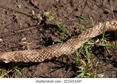 Shed Snake Skin In A Natural Environment