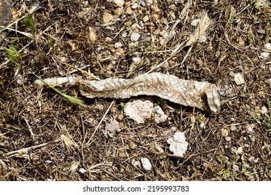 A Shed Snake Skin On The Ground