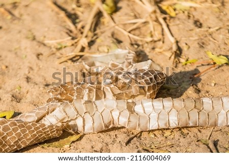 Shed snake skin on the ground