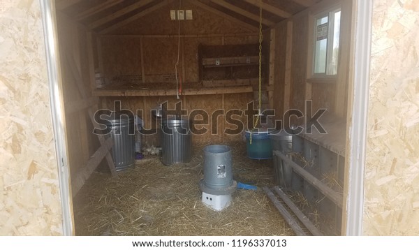 Shed Turned Into Chicken Coop Feeders Stock Photo Edit Now 1196337013