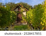 Shed in the vineyard in fall. Taken in the evening sun in the fall near Stuttgart, Germany