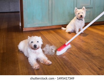 Shedding Dog Fur: Broom Sweeping Dirty  Hair From Moulting West Highland White Terriers In House