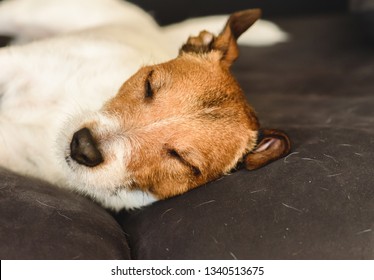 Shedding Dog Sleeping On Dirty Couch Covered With Molted Pet Hair