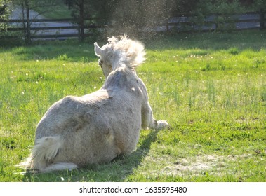 A Shedding Gray And White Horse Leaves A Pile Of Hair On Ground And Hair Floating In Air After Rolling In Grass