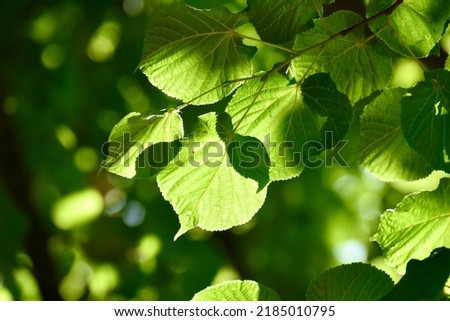 The sheeny green leaves of linden in the sun light.
