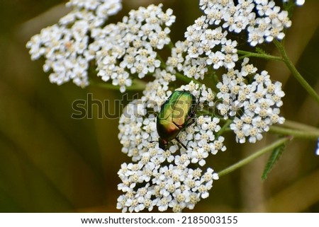 A sheeny rose chafer or rose beetle on the white flower of yarrow.