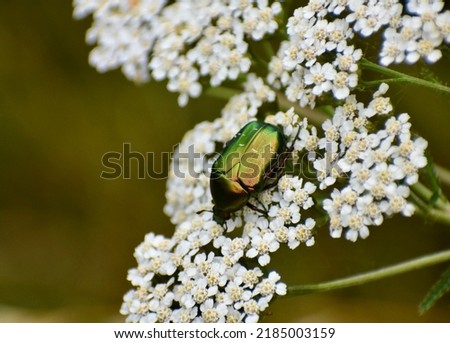 A sheeny rose chafer or rose beetle on the white flower of yarrow.