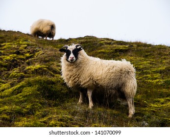 Sheep