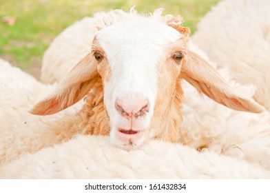 sheep - Shutterstock ID 161432834