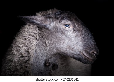 Brebis Galeuse Images Stock Photos Vectors Shutterstock Brebis Galeuse Images Stock Photos Vectors Shutterstock