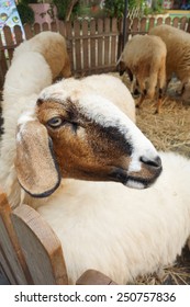 Sheep