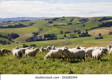 ニュージーランド 羊 の画像 写真素材 ベクター画像 Shutterstock