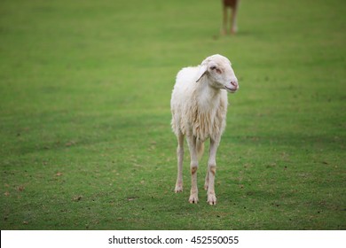 Sheep