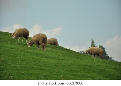 sheep