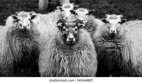 sheep