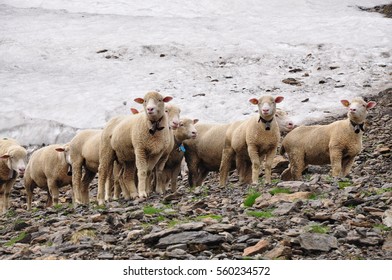 Sheep