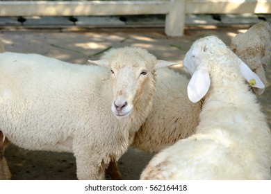 Sheep