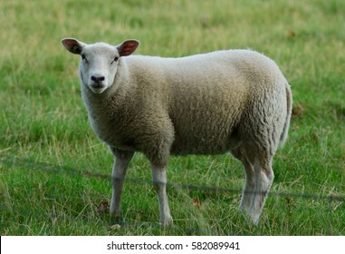 3,762 Standing up sheep Images, Stock Photos & Vectors | Shutterstock