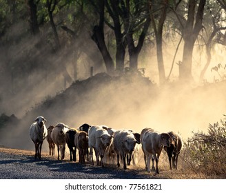 sheep