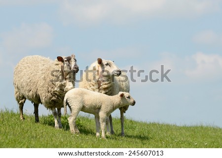 Sheep