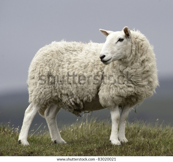 Sheep Stock Photo (Edit Now) 83020021