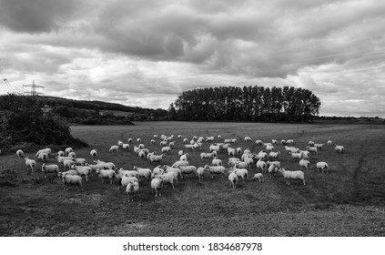 Sheep Adur Flood Plain Sussex