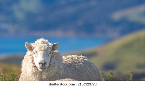 Sheep With Akaroa Harbour Views