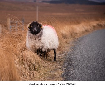 Sheep Alongside The Connemara Highway