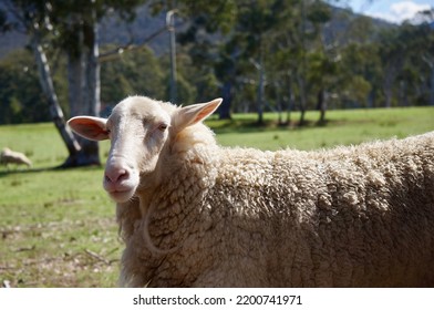               Sheep In The Australian Landscape Farm.  Animal Portrait Of Sheep.                 