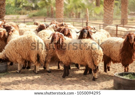 sheep Awassi brown sheep