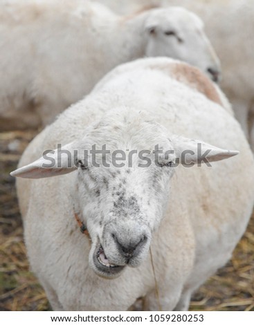 A sheep awkwardly chews