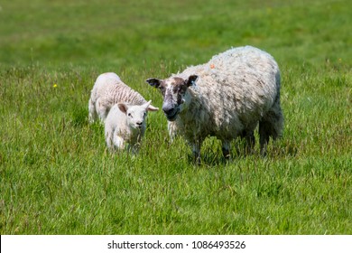 A Sheep And Baby Lamb In The Field At Battle Abbey In East Sussex, UK.