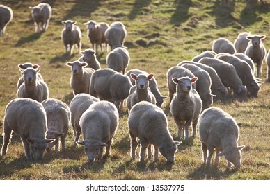 Sheep Back-lit By The Setting Sun, New Zealand