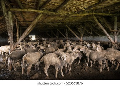Sheep in a barn