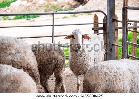 Sheep barn with multiple types of sheeps with horns and without horns  also lambs