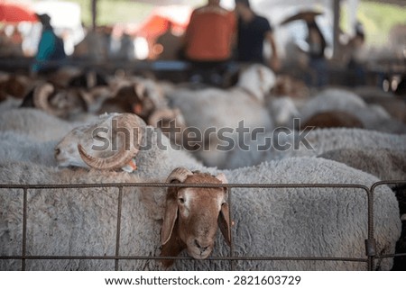 A sheep in the bazaar of Kashgar.