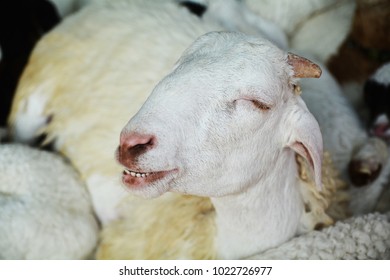 Sheep Begging For Food At The Zoo