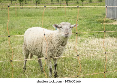 27,593 Animals behind fence Images, Stock Photos & Vectors | Shutterstock