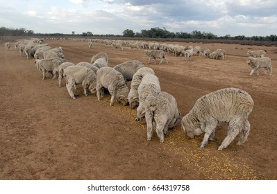 Sheep Being Hand Fed During An Australian Drought.