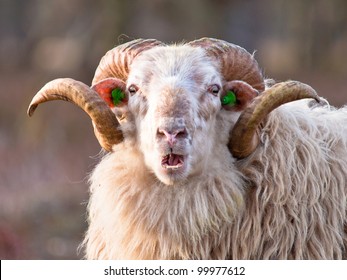 Sheep With Big Horns Putting Up Ridiculous Face