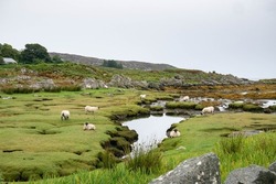 Sheep With Black Heads Grazing And Resting On A Lush Green Meadow And Little Ponds On The Coast Of The Isle Of Colonsay, Inner Hebrides, Scotland
